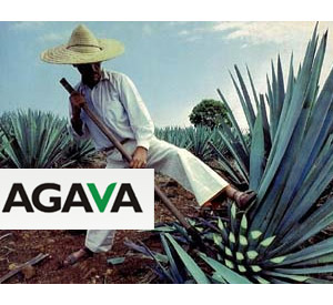 agava0