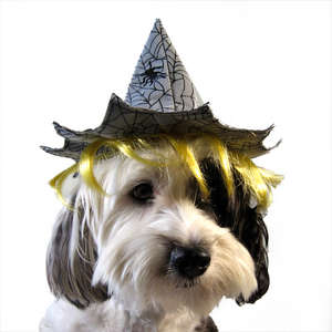 dog costume