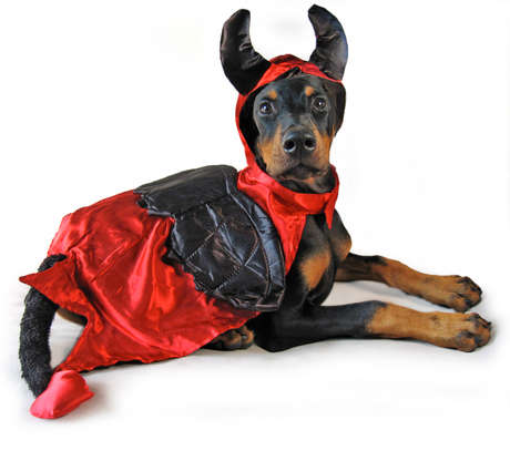 dog devil ccostime