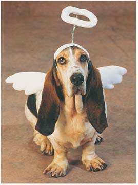 dog fancy costume