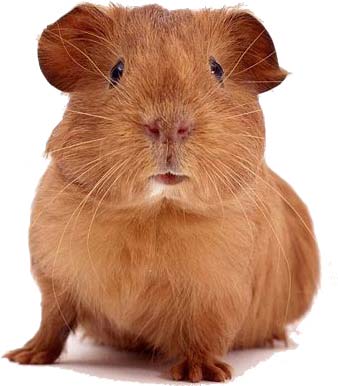 guinea pig