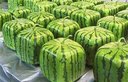 square-watermelon