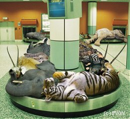 deadanimals