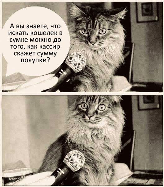 koshka