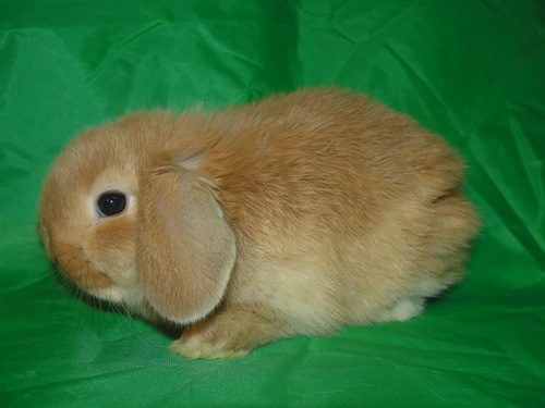 angorrabbit