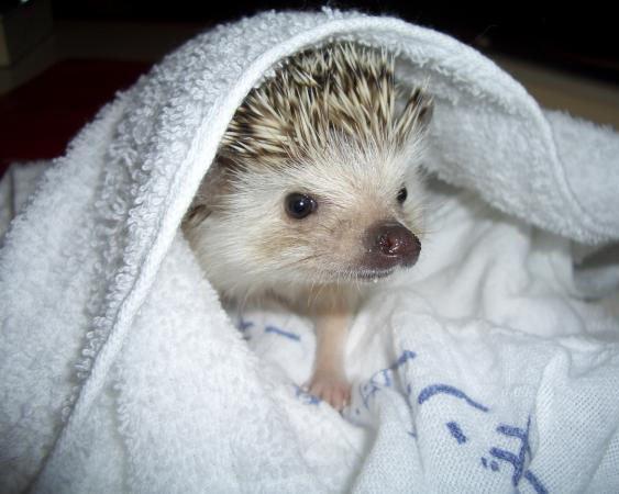 igel