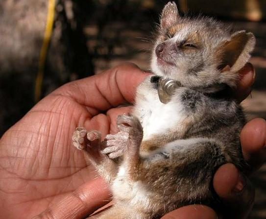 mouse_lemur