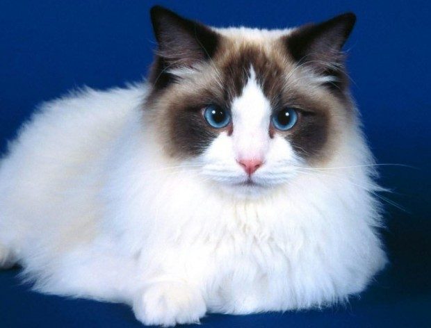 ragdoll3