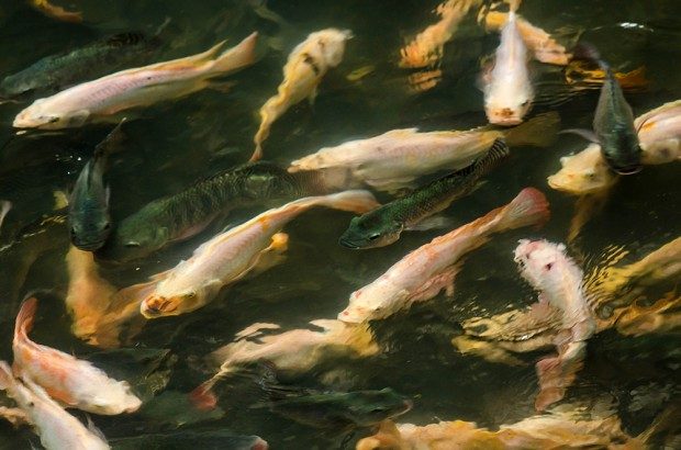 fish-extra-1